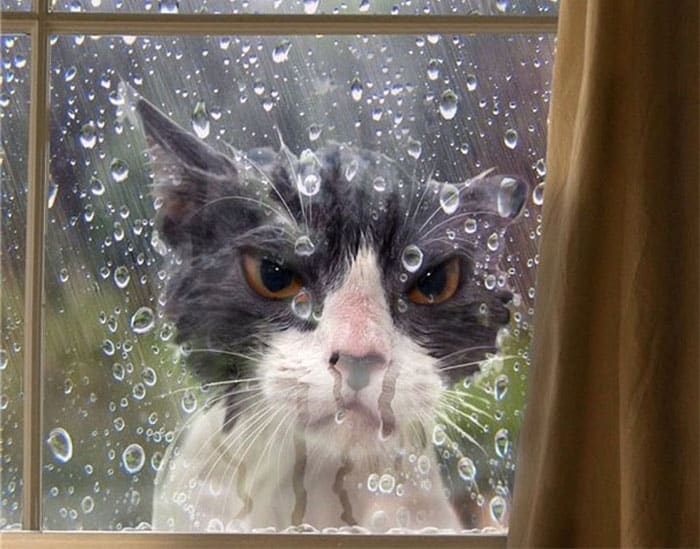 Кот под дождём