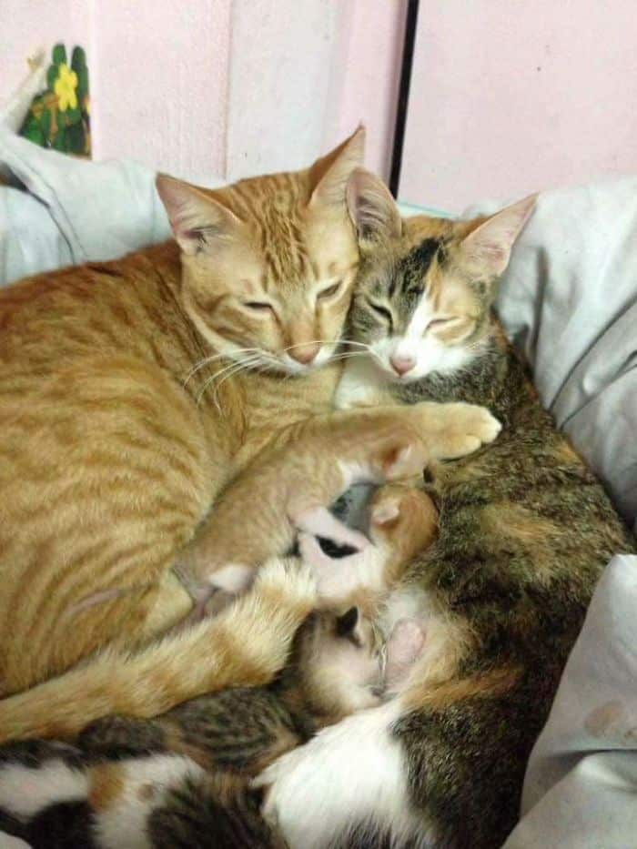 Кот, кошка и котята