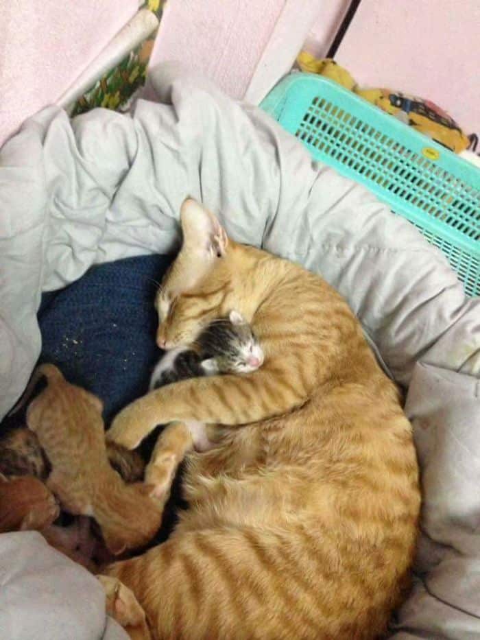 Кот спит с котятами