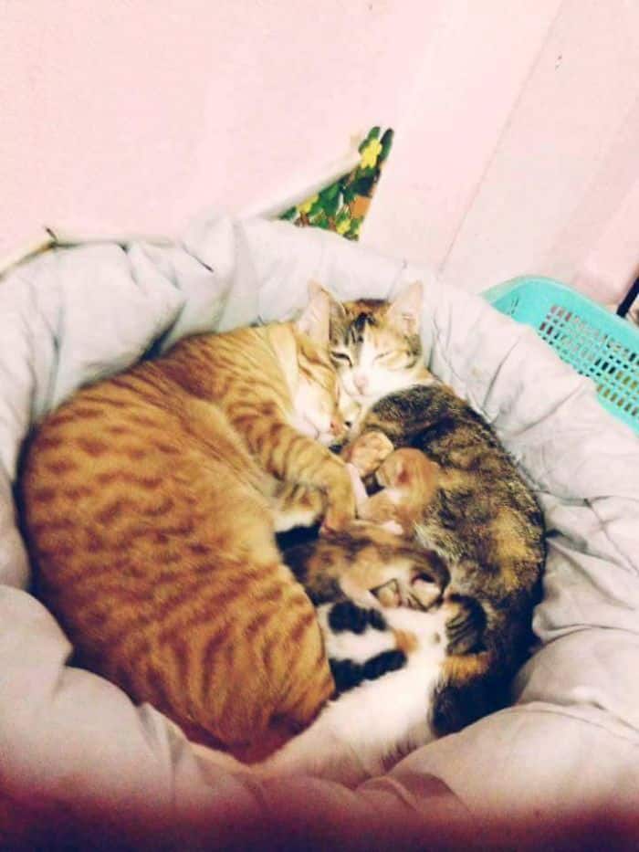 Семейство кошачьих