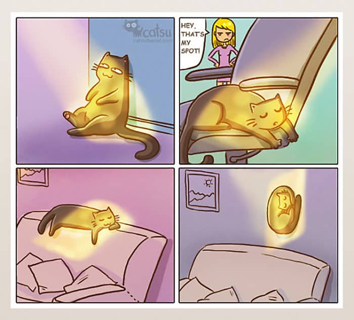 Кот и солнце