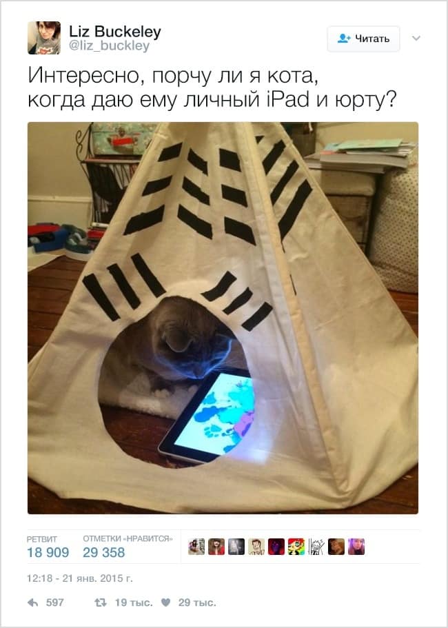 Кот, iPad и Чум