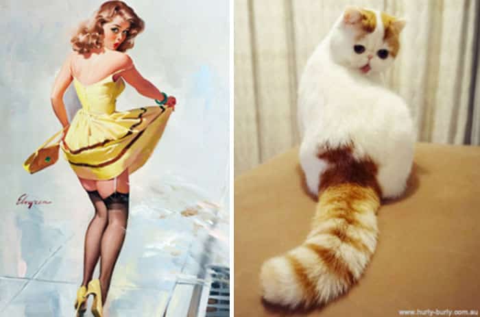 Кошка и фотомодель в желтом платье