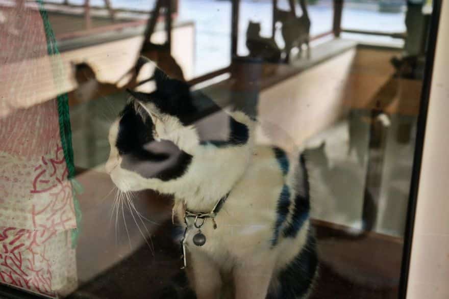 Кот за стеклом