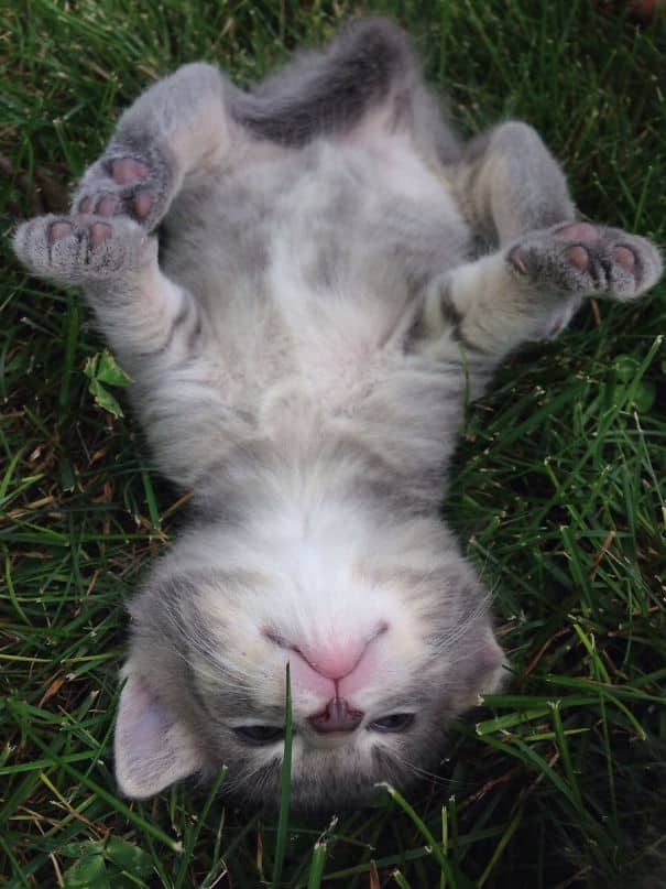 котенок на спинке лежит на траве