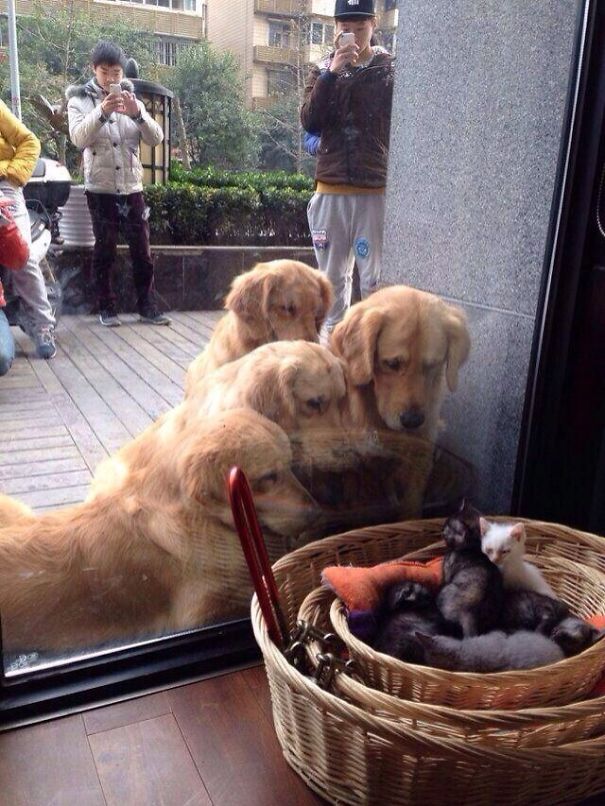 щенки смотрят на котят в корзинке