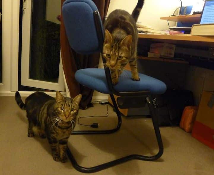 коты Тедди и Беар со стулом