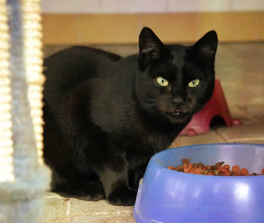 черная кошка кушает из миски корм