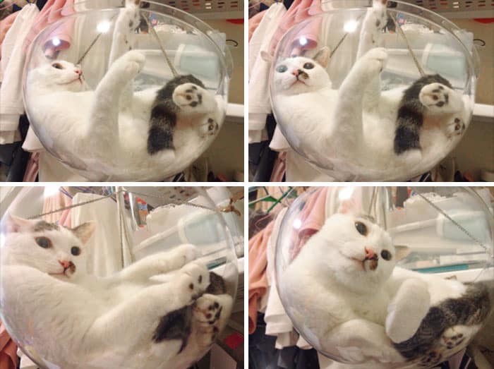 Кошка в прозрачном стуле