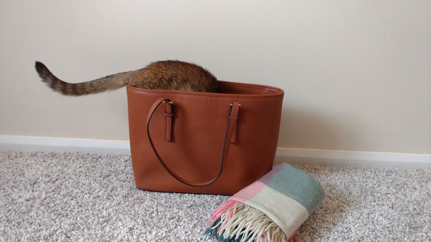 кот в сумке
