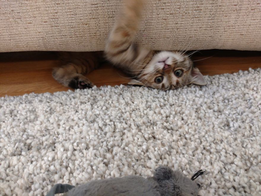 кот под ковром