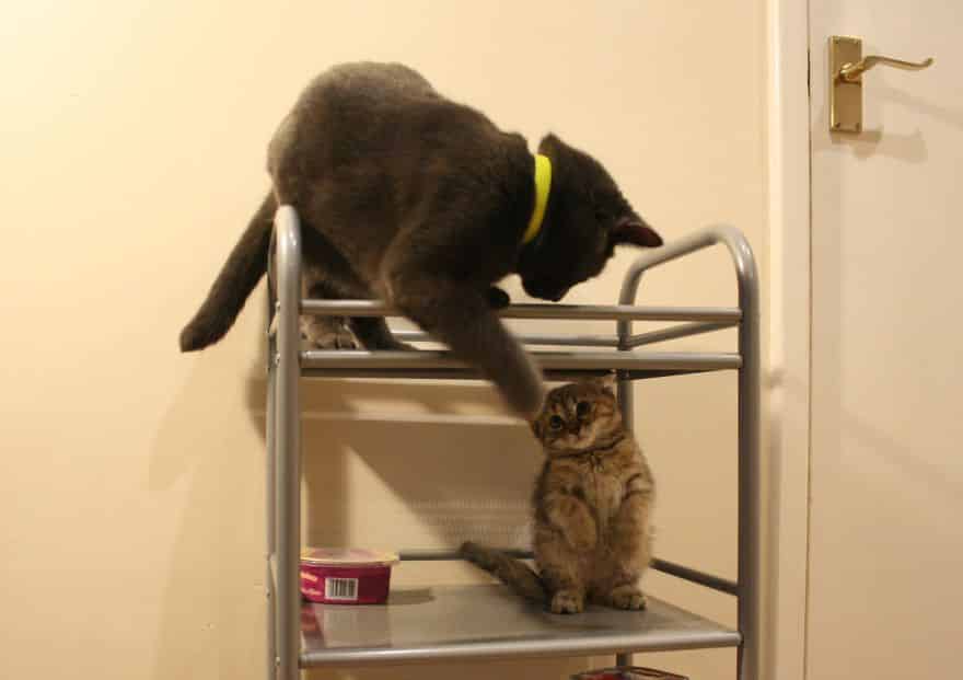 коты на этажерке