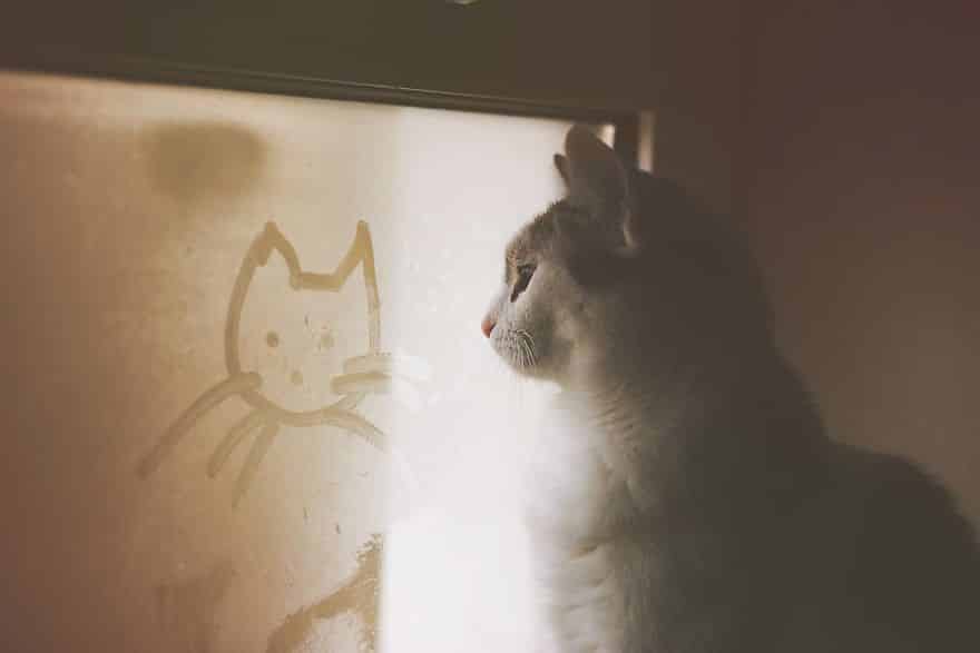 кошка возле окна