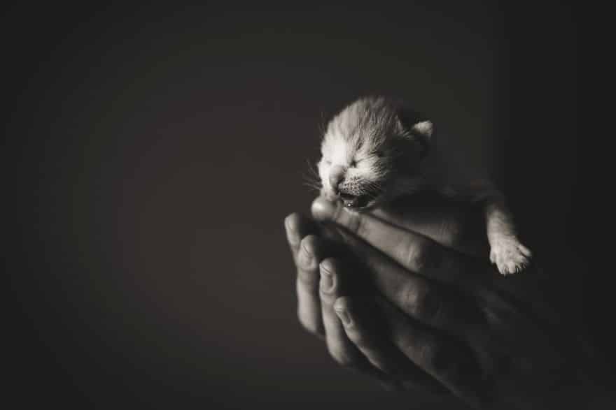котёнок на руках