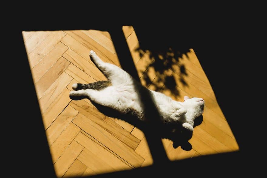 кот лежит на полу