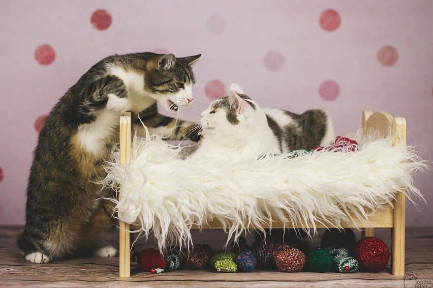 кот и кошка на диване 
