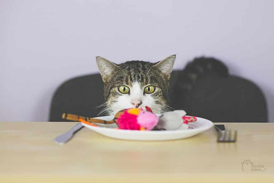 кот ест с тарелки