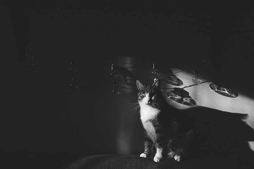 черно-белая фотография кота