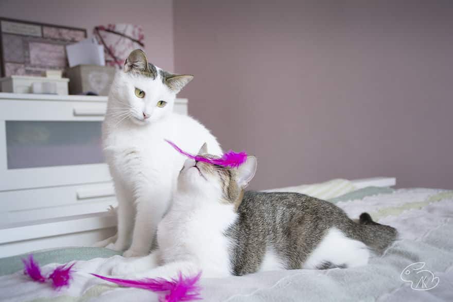 Двое котов играют с перышками