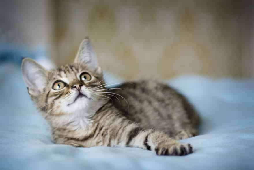 Коричневый полосатый котенок ежит на кровати вытянув лапку