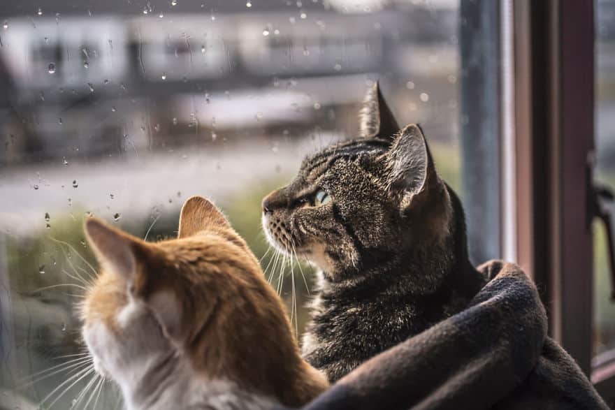 кошки и дождь