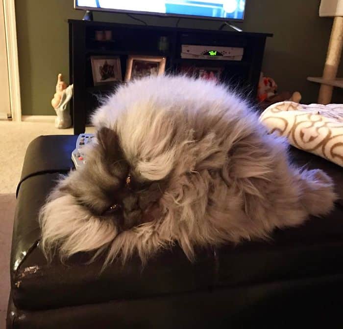 кошка спит на диване