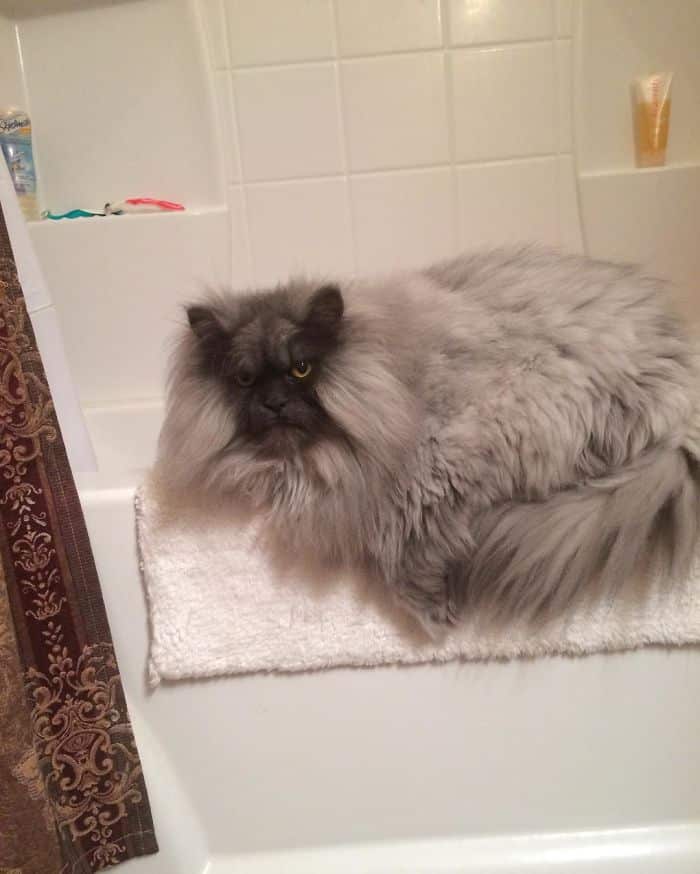 недовольная кошка на полотенце