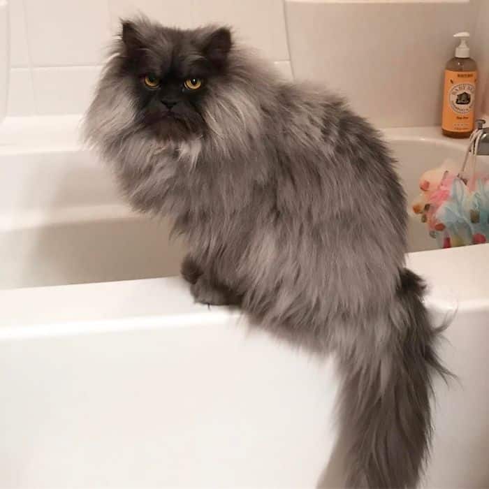 кошка не довольна ванной 