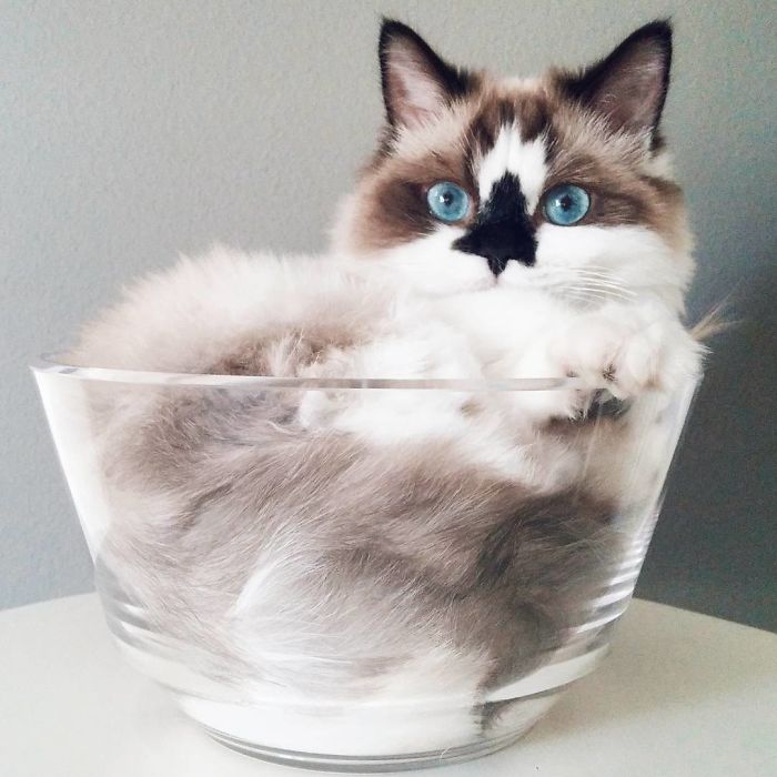 кот Альберт лежит в вазе