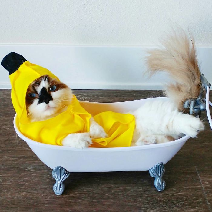 кот Альберт в плаще лежит в ванной