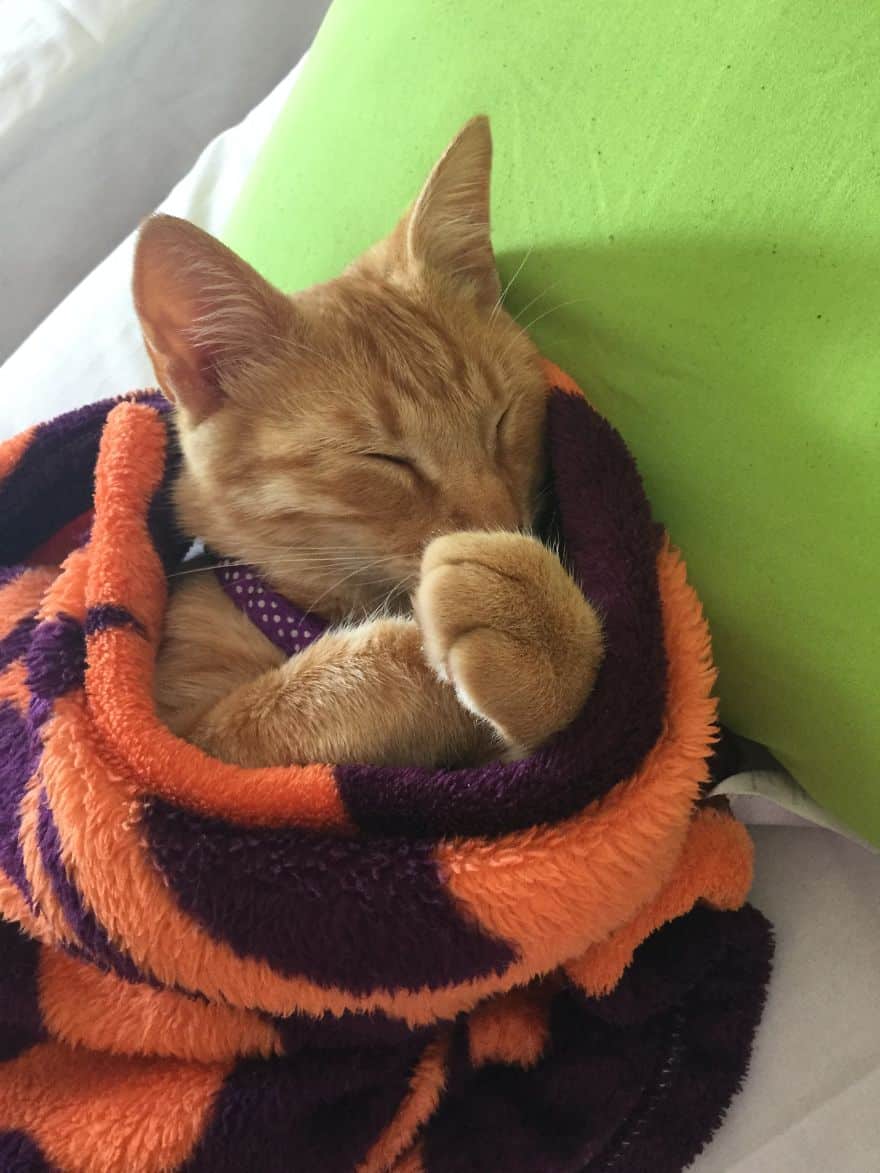 кошка в одеяле