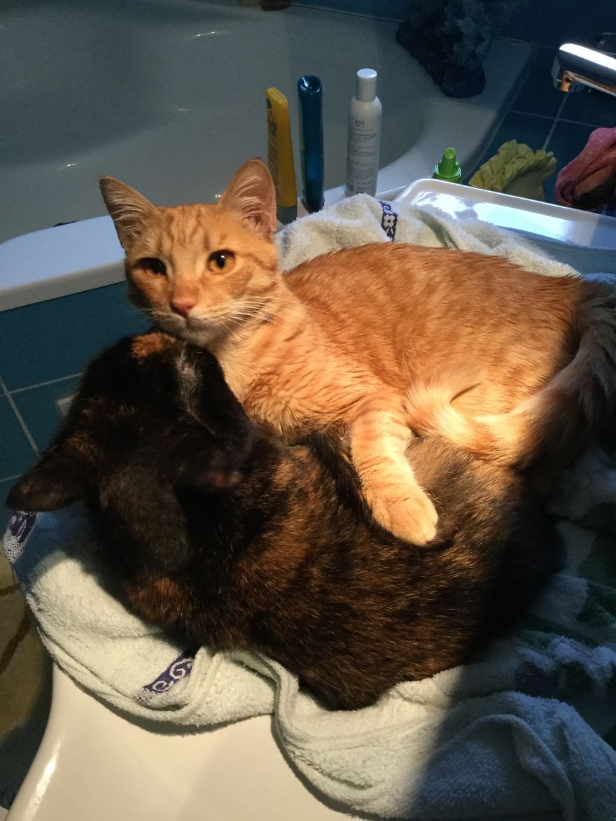 две кошки лежат
