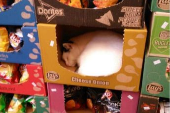 кошки в коробках
