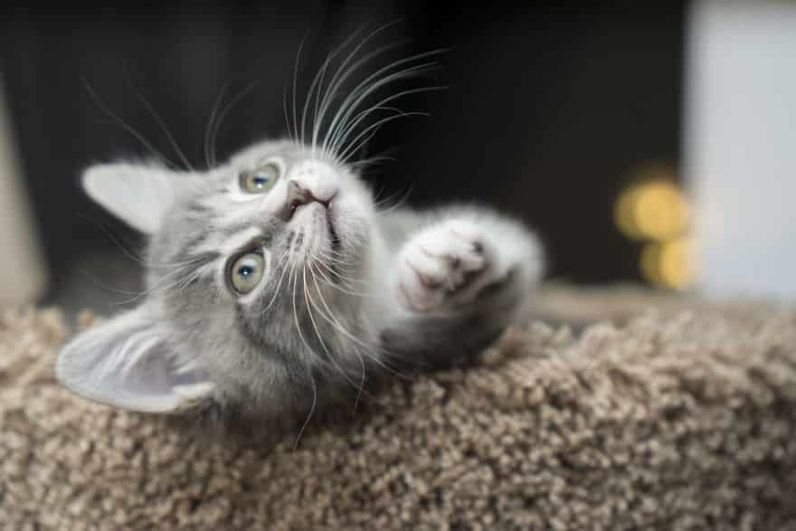 серый котенок смотрит вверх