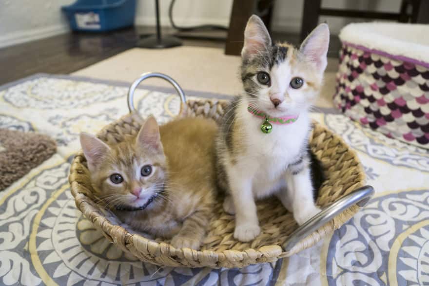 два котенка сидят в маленькой корзинке