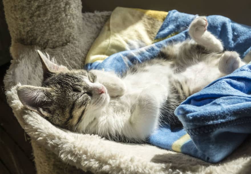 мама-кошка спит на одеяле