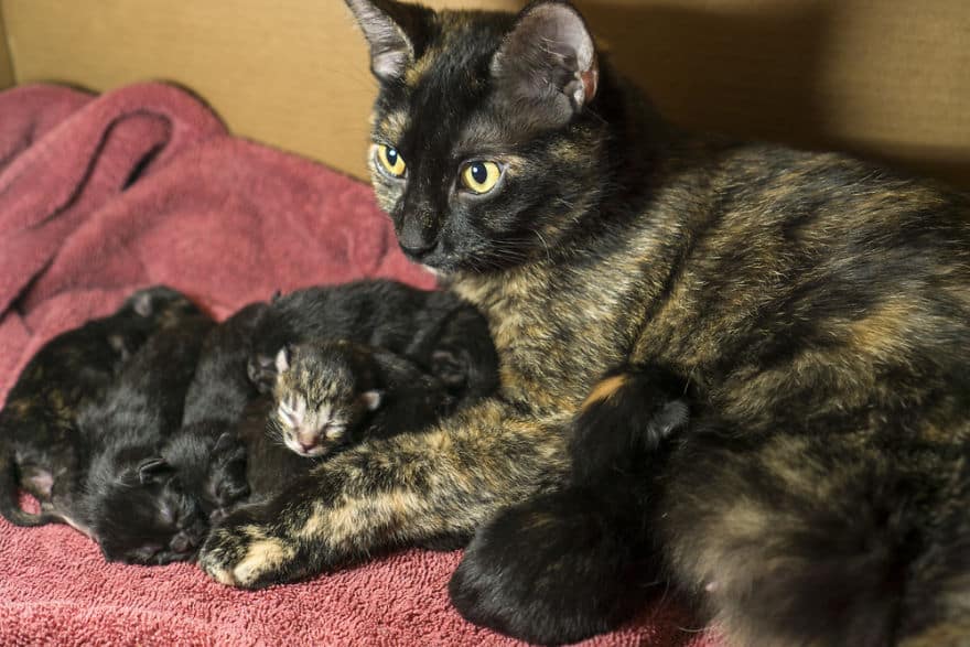 трехцветная мама-кошка с малышами
