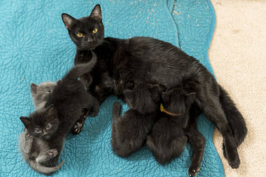 черная мама-кошка с детишками