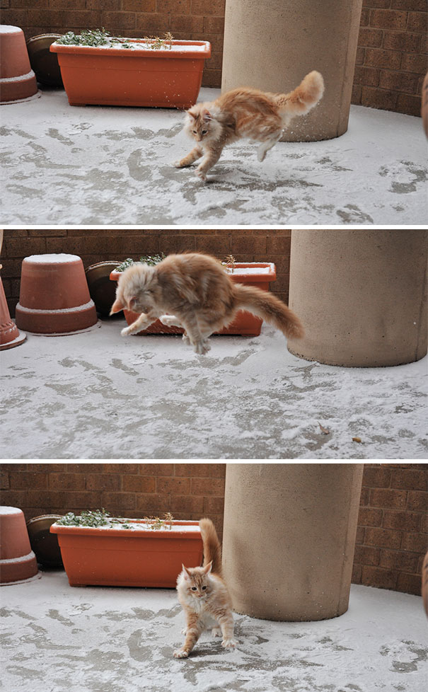 кот прыгает по снегу