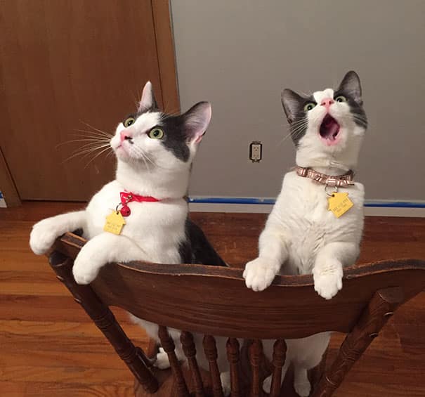 кошки в корзинке смотрят на вентилятор