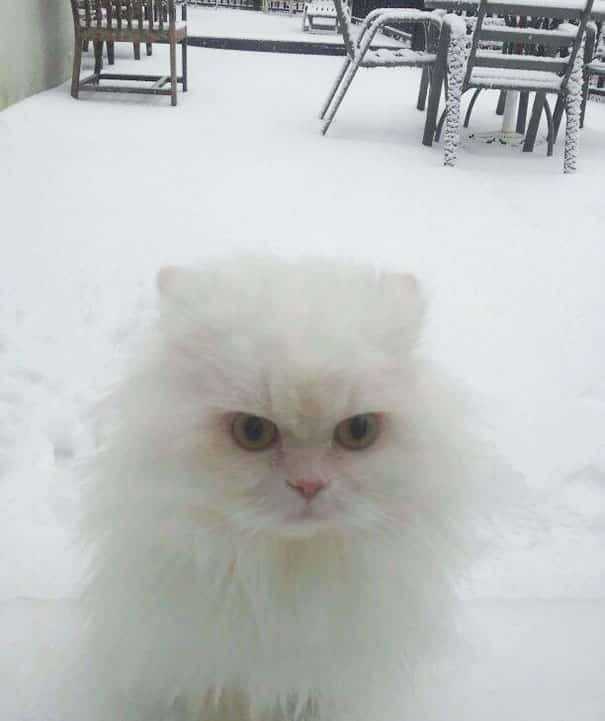 белой кошке не понравился снег