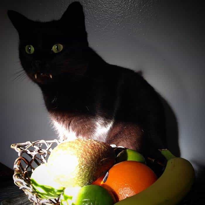 кот-вампир сидит около корзинки с фруктами
