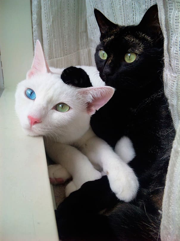 чёрный кот гладит белого