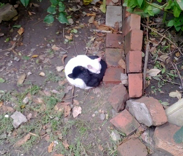 чёрный и белый кот