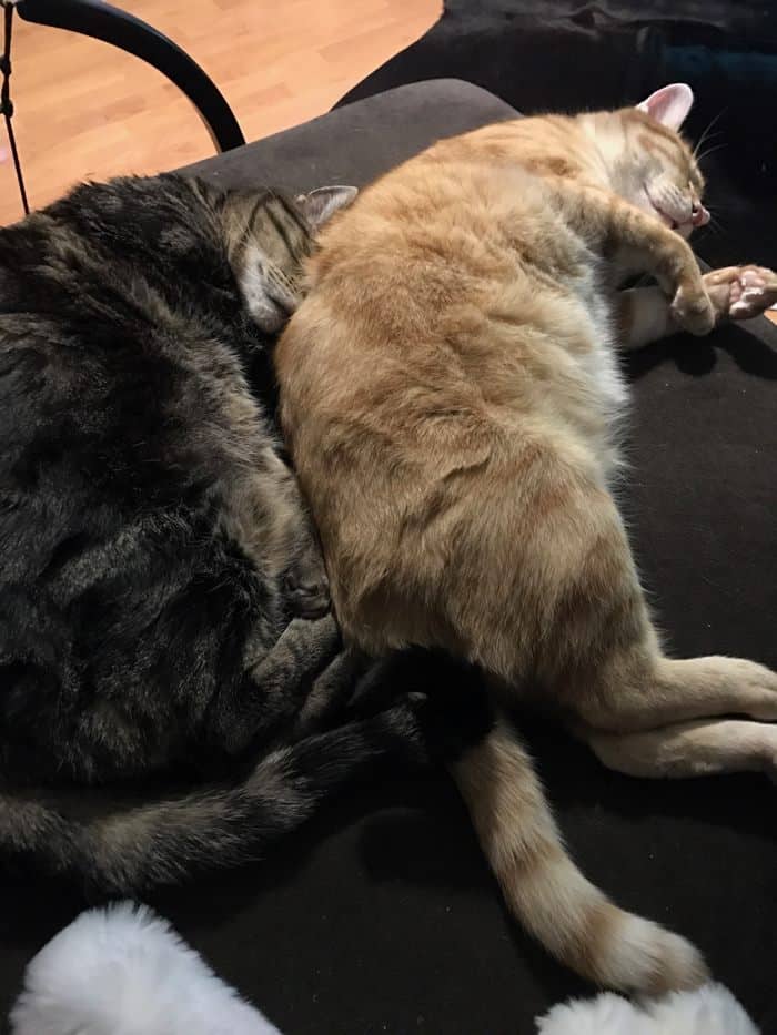 коты спят вместе