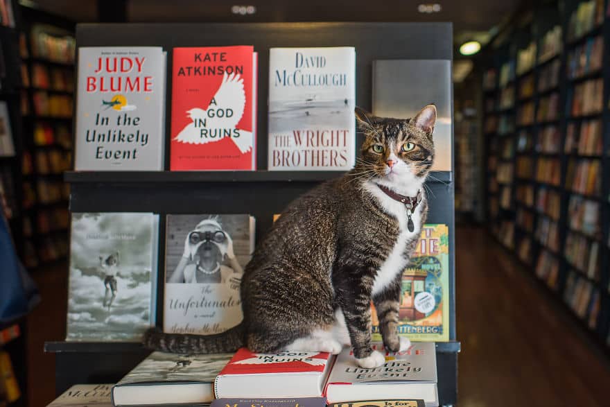 кошка на фоне книг