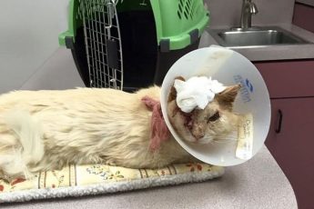 раненый кот в клинеке