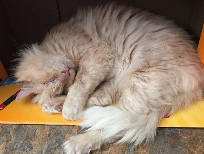 раненый кот спит на боку
