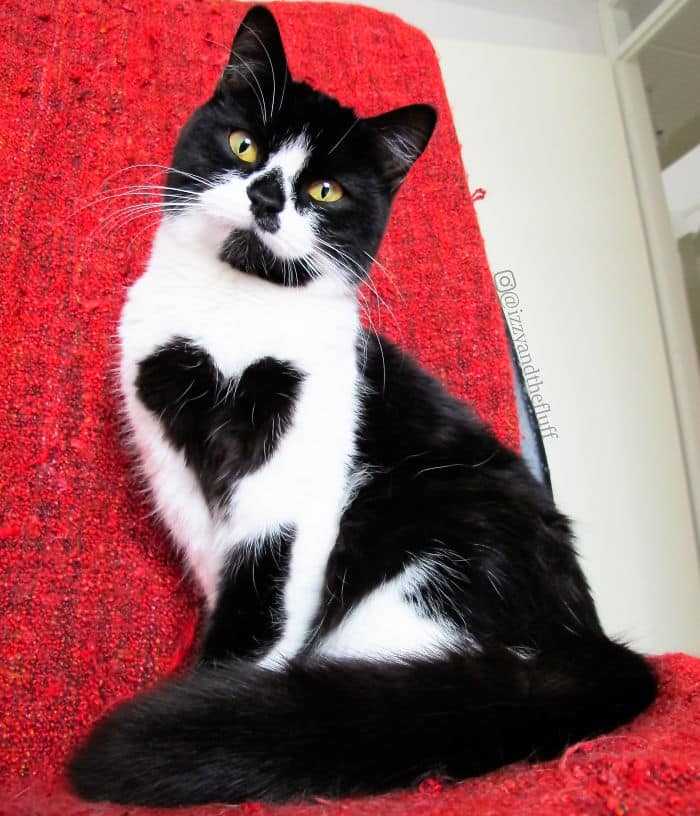 кошка с двумя сердцами