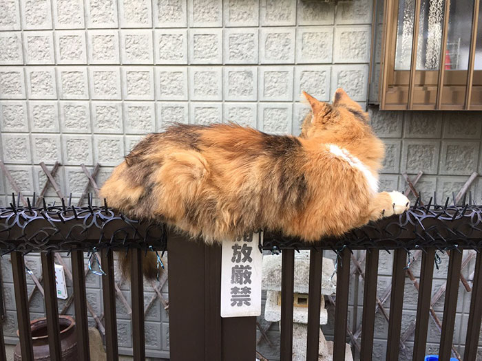кот на заборе